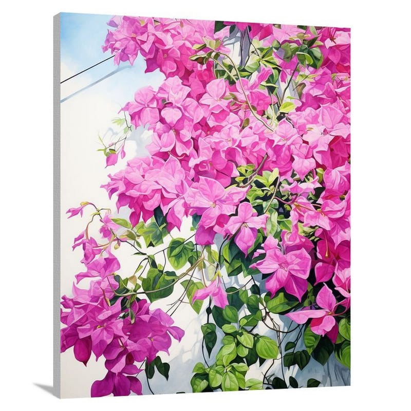 Bougainvillea Blossoms - Canvas Print