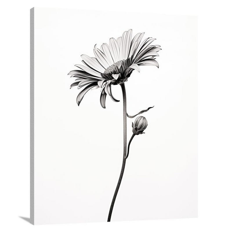 Fading Petals: Daisy's Melancholy - Black And White - Canvas Print
