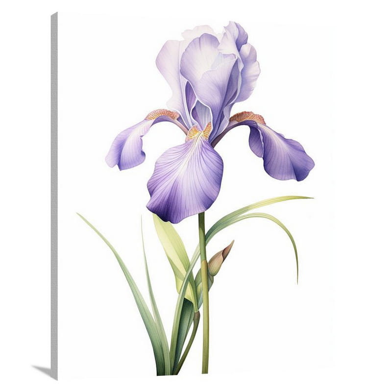 Iris in Bloom - Watercolor 2 - Canvas Print