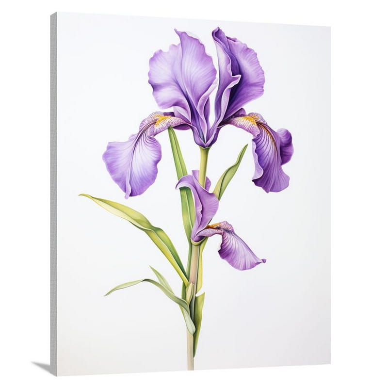 Iris in Bloom - Watercolor - Canvas Print