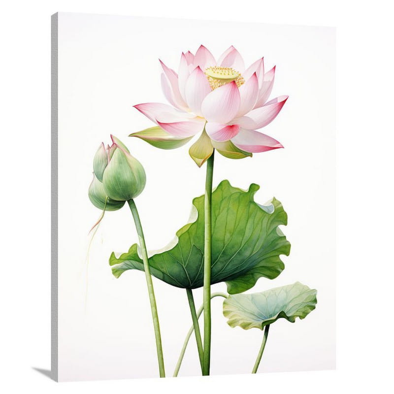 Lotus Blossom - Canvas Print