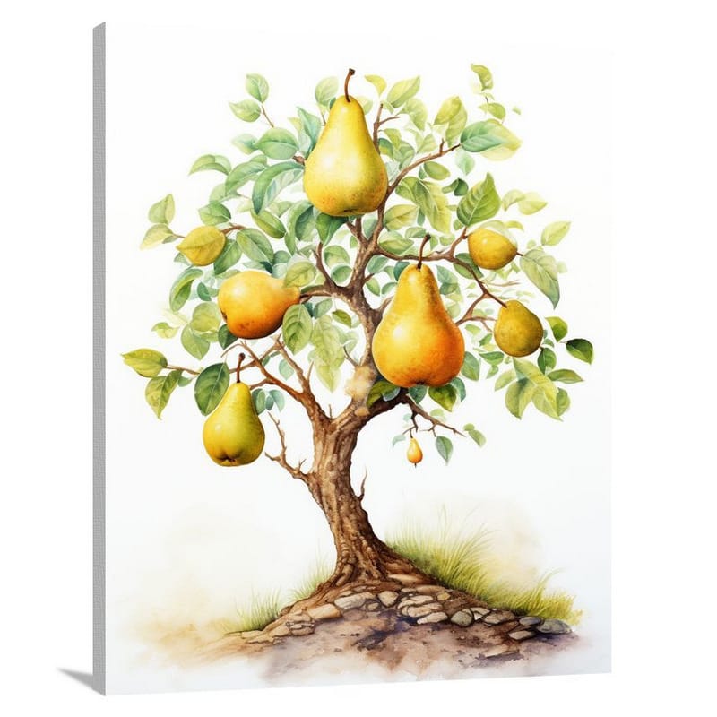Pear Harvest - Canvas Print