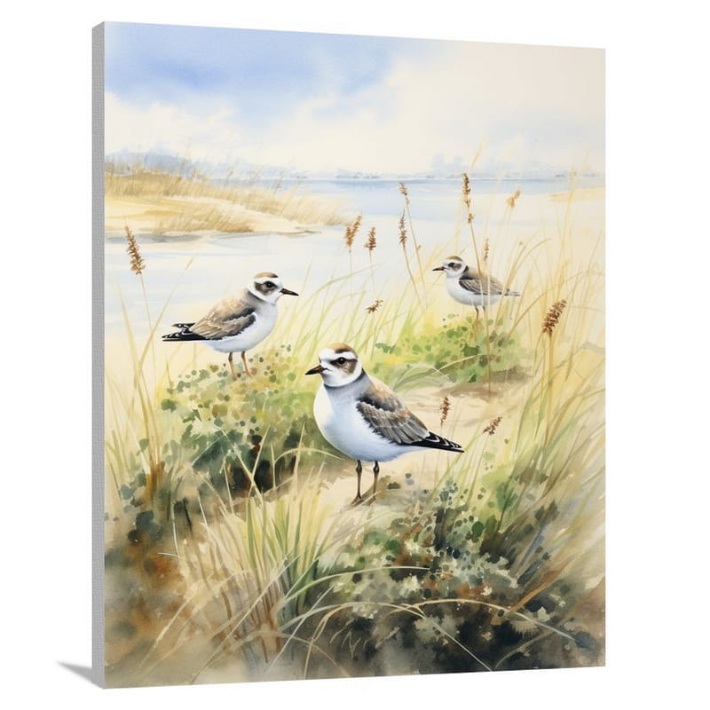 Plover's Melody - Canvas Print