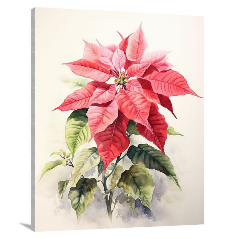 Poinsettia's Solitude - Canvas Print