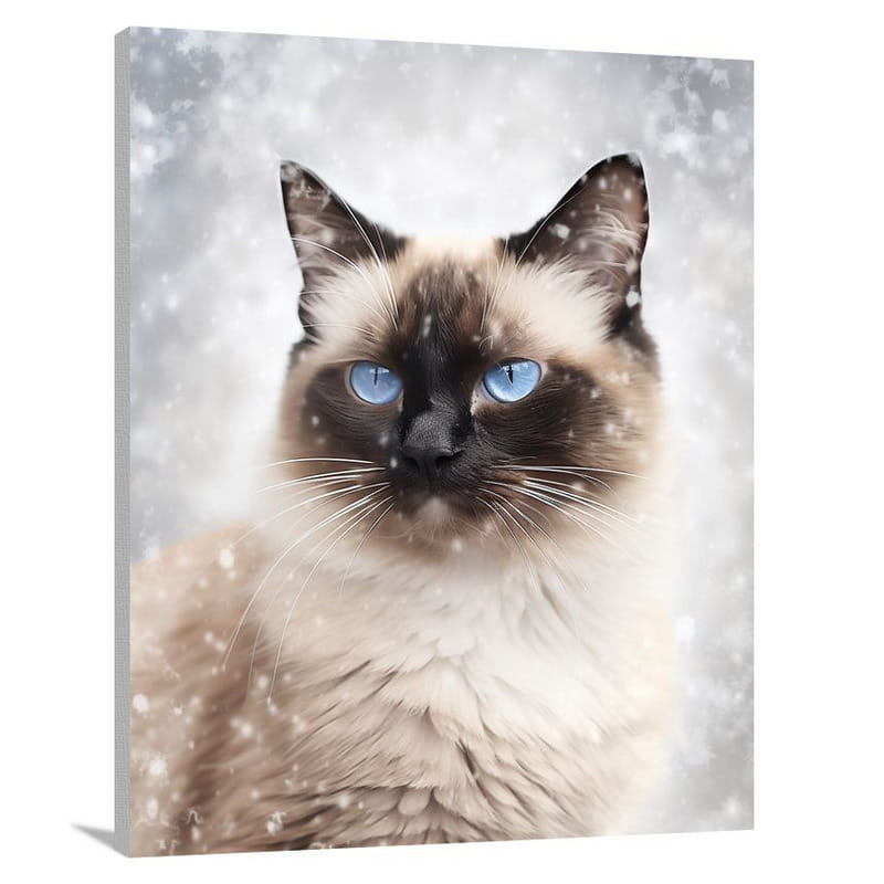 Snowshoe Cat's Gaze - Canvas Print