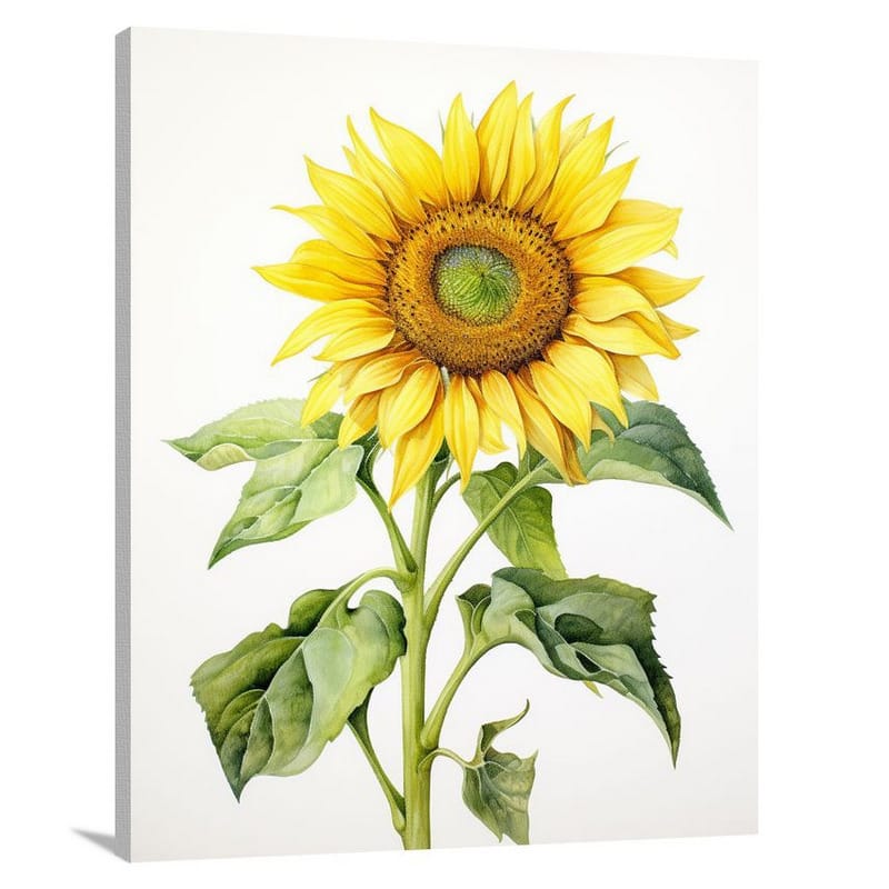 Sunflower - Watercolor - Watercolor - Canvas Print